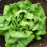 Buttercrunch Lettuce Seeds for Planting