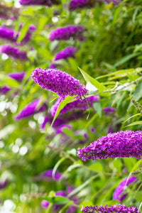 Cream Buddleia Flower seeds for Planting - Easy to Grow, Heirloom & GMO Free Seeds for Home Garden