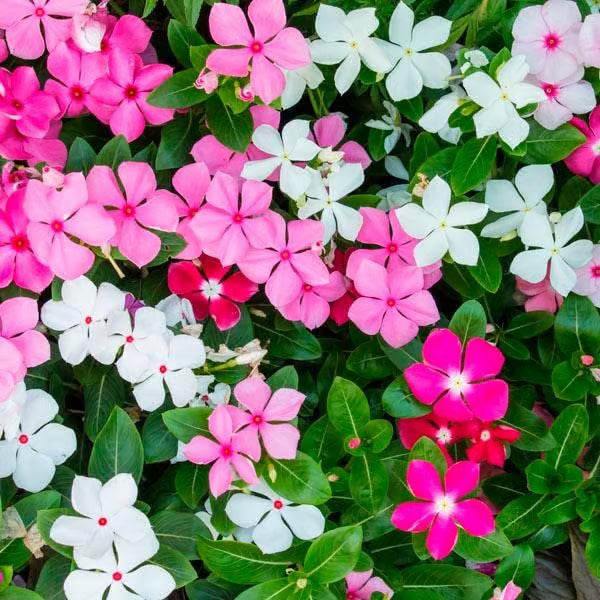 Blooming periwinkle flowers attracting butterflies in a landscaped garden bed