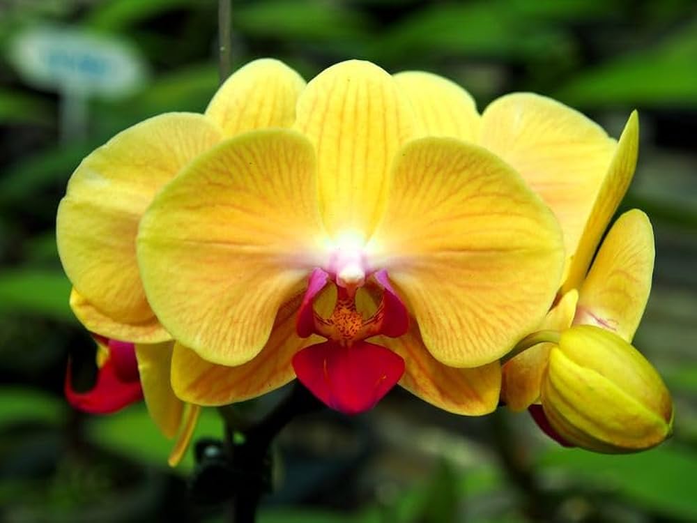 Butterfly Orchid Seeds for Planting