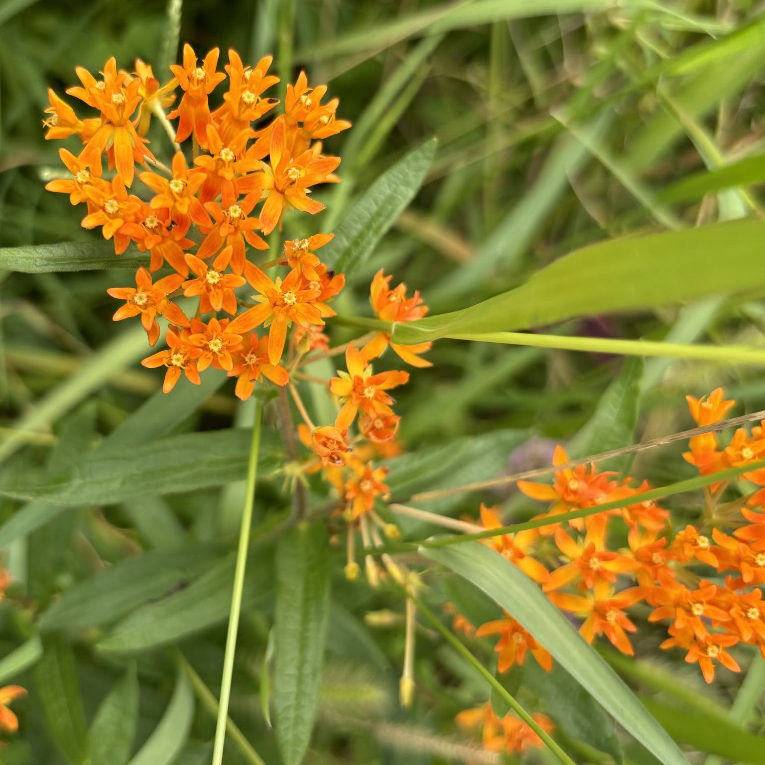Bright orange Butterfly Weed flowers blooming in a garden bed.