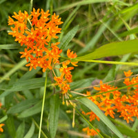Bright orange Butterfly Weed flowers blooming in a garden bed.