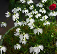 Buy Aigrette Orchid Seeds online