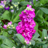Blue Gilly Flower Seeds for Planting | Vibrant Blooms for Gardens and Borders