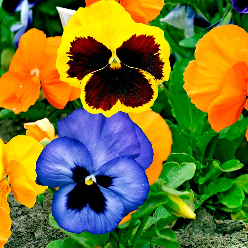 Pansy Giant Ruby Seeds for Planting Garden Borders Cool Season Blooms