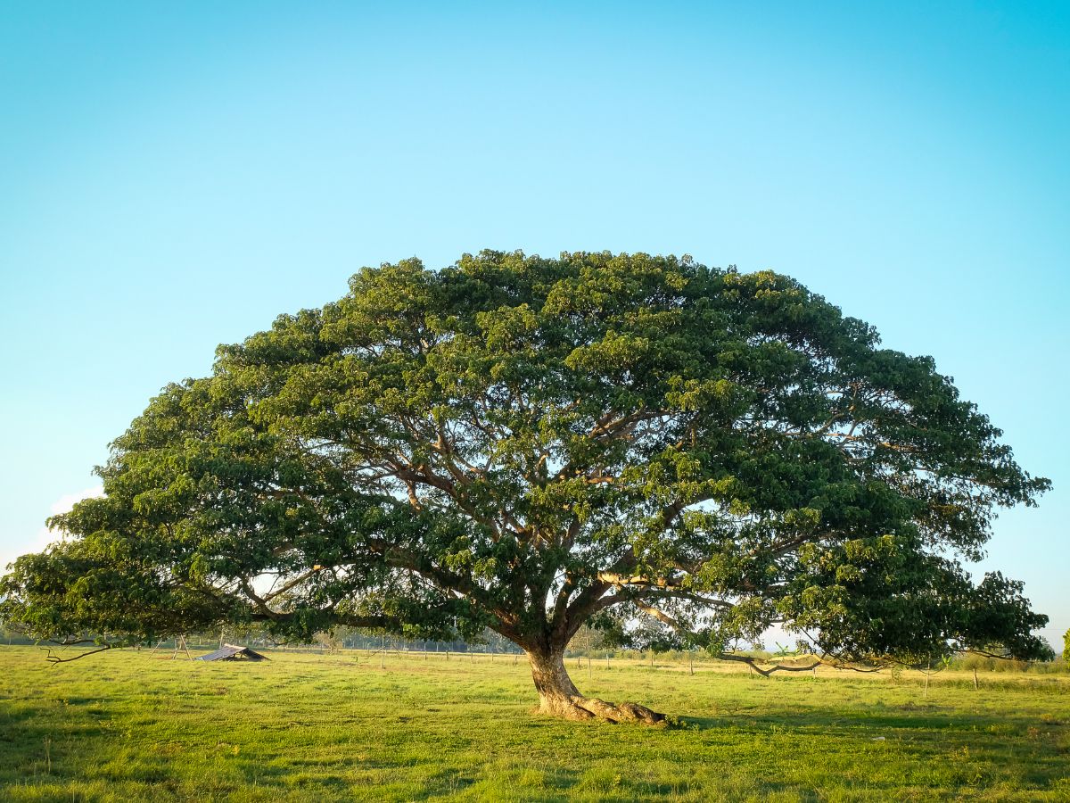 Buy Samanea Saman Monkey Pod Seeds online