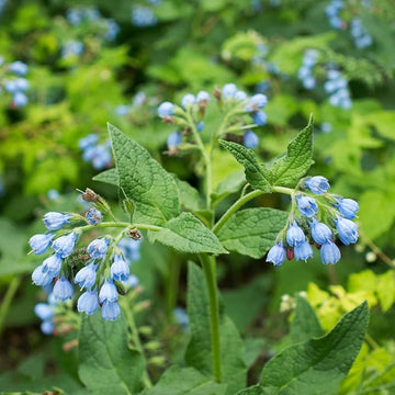 Buy Violet Symphytum Flower Seeds online