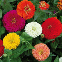 Zinnia Double Mixed Flower seeds for Planting Perfect for Borders Heirloom & GMO Free Seeds for Home Garden
