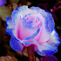 Pink and Blue Rose Flower seeds for Planting - Perfect for Borders, Heirloom & GMO Free Seeds for Home Garden