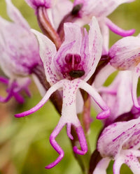 Naked Man Orchid Flower seeds for Planting - Colorful Display, Heirloom & GMO Free Seeds for Home Garden