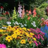 Complete Perennial Flower Bulb Garden Collection for Garden Beds, Borders, Containers & Outdoor Landscapes
