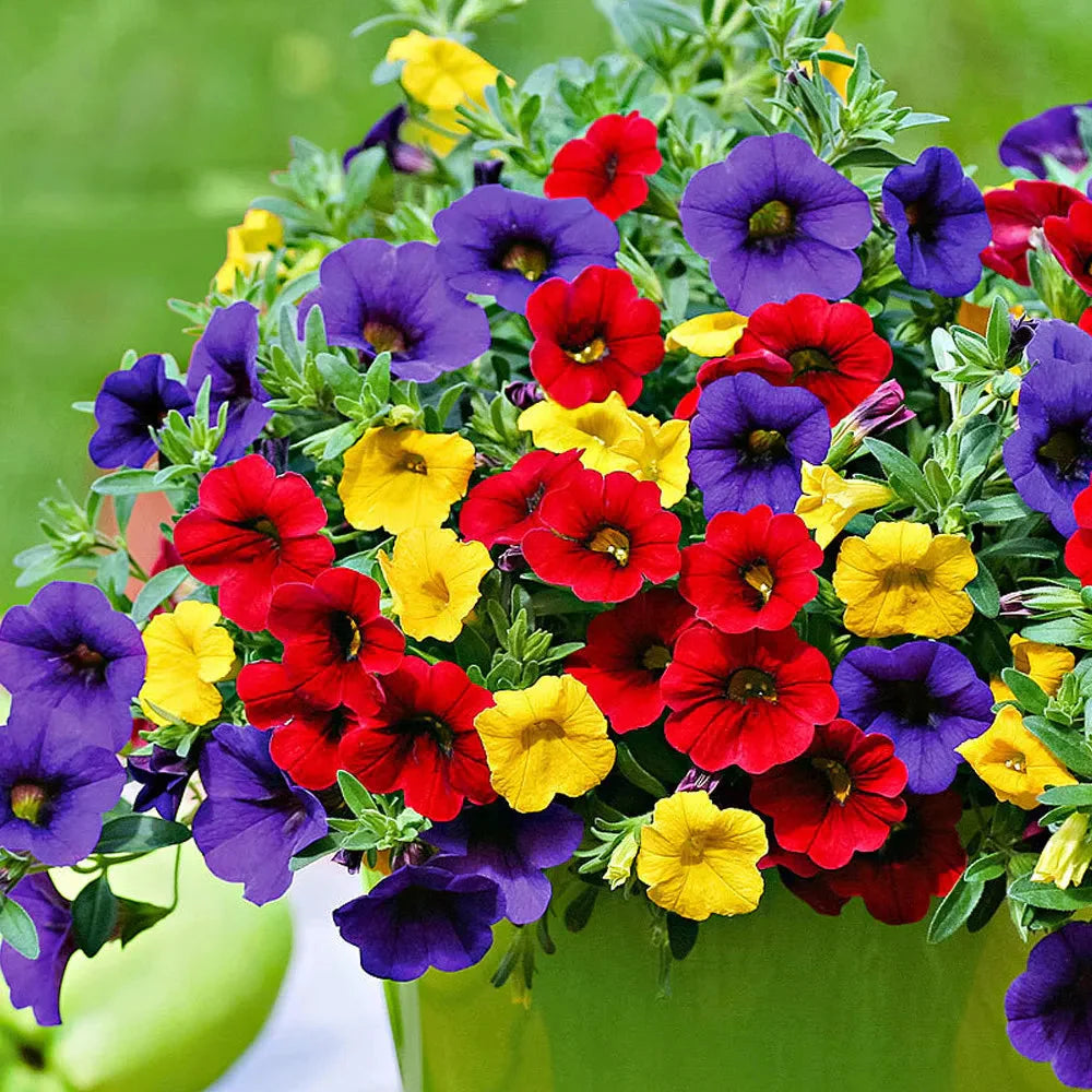 Calibrachoa Petunia Flower Calibrachoa spp. Seeds for Planting in Flower Bed & Garden