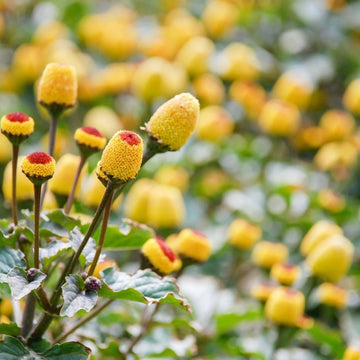 Spilanthes Flower Planting for Colorful Gardens  Seeds for Vibrant and Unique Blooms