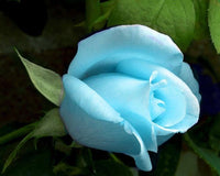 Sky Blue Rose Flower seeds for Planting Garden Favorite Heirloom & GMO Free Seeds for Home Garden
 
 Sale