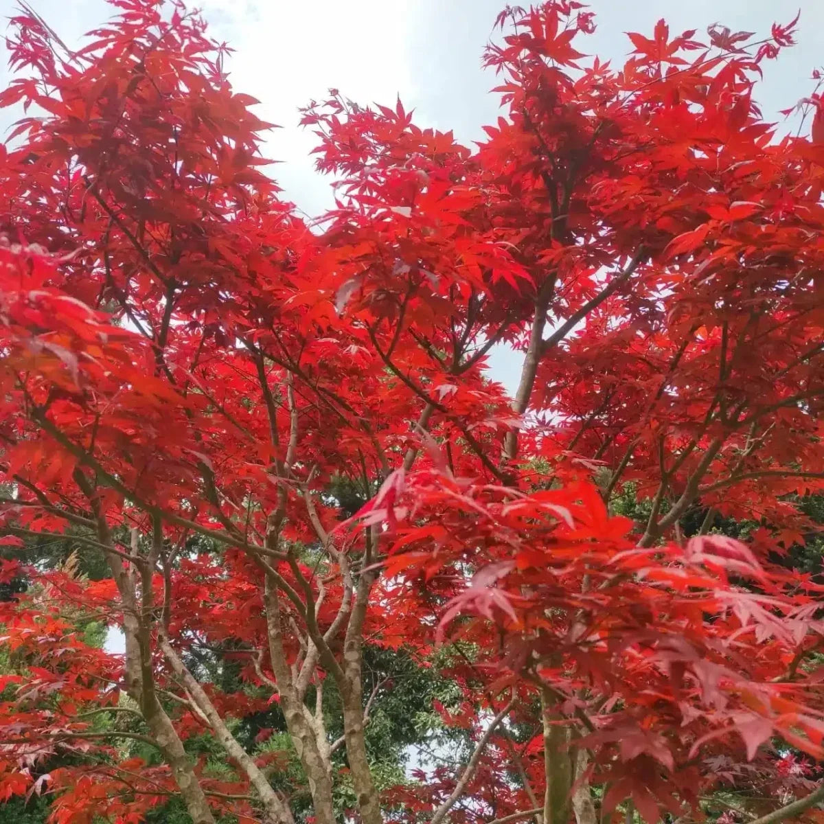 Red Maple tree seeds for planting outdoors in home gardens.