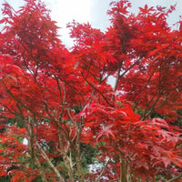 Red Maple tree seeds for planting outdoors in home gardens.