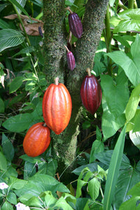 Heirloom cacao fruit seeds for planting in home gardens