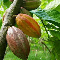 Premium cacao seeds for growing evergreen cocoa trees