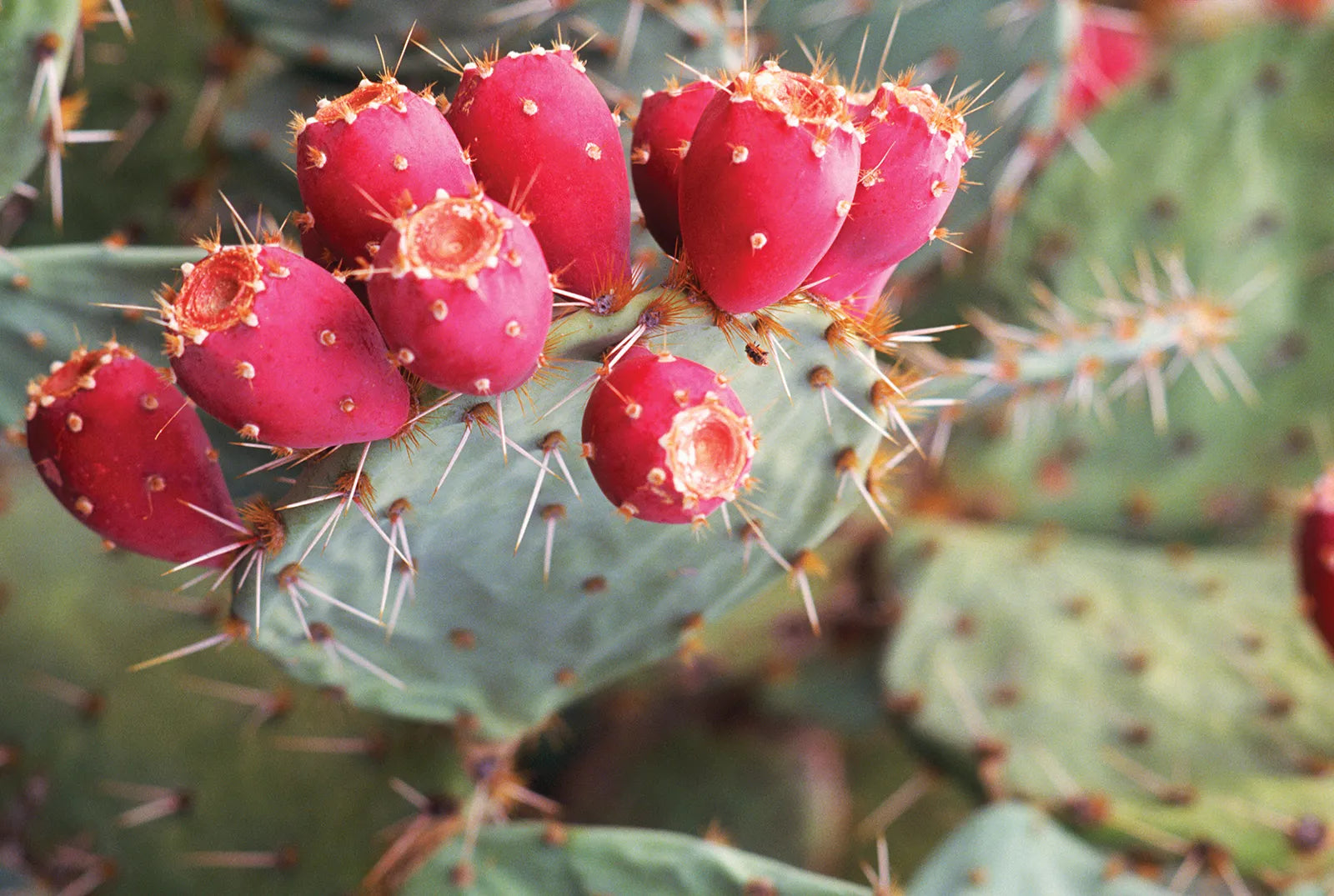 Planting Red Opuntia Ficus Indica Seeds