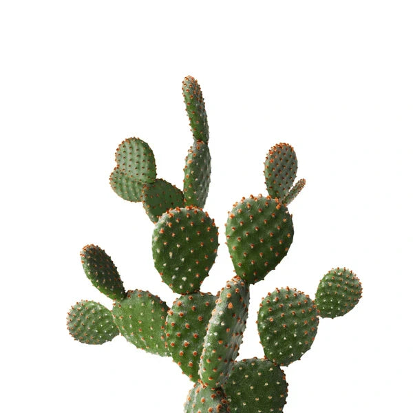 Healthy Cactus Seedlings Growing in Pots
