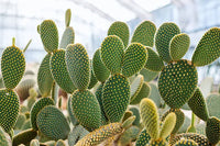 Cactus Seeds Germinating in Potting Mix