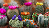 Perennial cactus variety seeds for containers and gardens