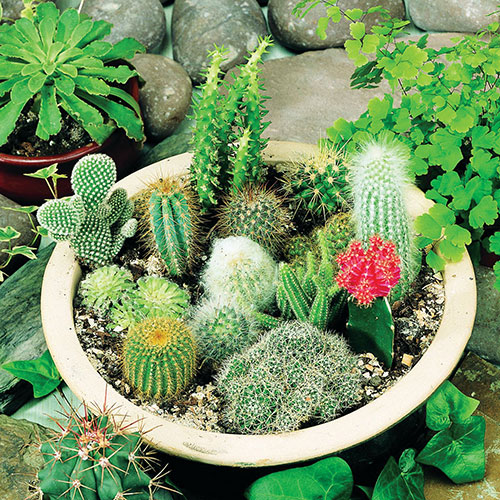 Mixed cactus seedlings growing in decorative containers.