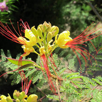 Caesalpinia Gilliesii Seeds for Planting