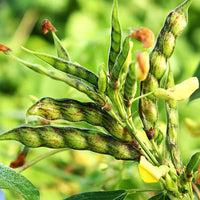 Cajanus seeds for planting in home vegetable gardens