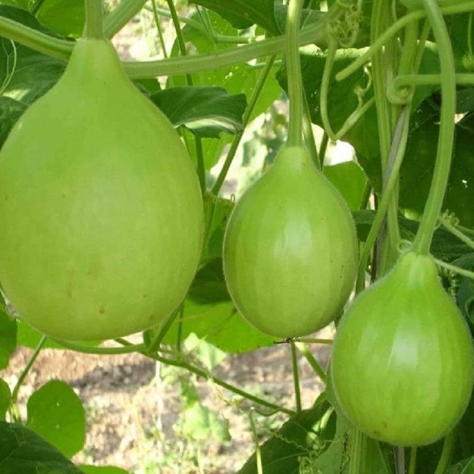 Fresh Calabash Opo Bottle Gourd Fruits