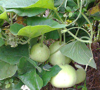 Calabash Round Bottle Gourd Seeds for Planting