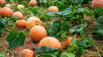 Calabaza Cabello squash seeds heirloom variety for planting
