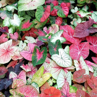 Caladium bulbs with colorful variegated foliage for shade gardens.