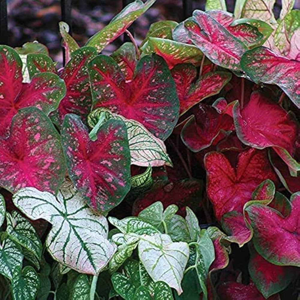 Caladium bulbs with vibrant leaves for indoor and outdoor ornamental displays.