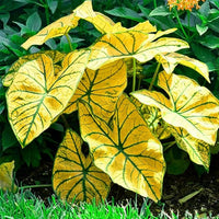 Caladium seeds for growing colorful foliage plants in home gardens and indoor collections.
