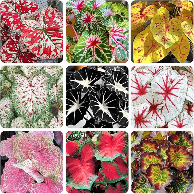 Caladium plant seeds for planting in shaded home gardens and containers.