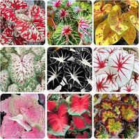 Caladium plant seeds for planting in shaded home gardens and containers.