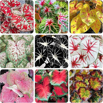 Caladium plant seeds for planting in shaded home gardens and containers.