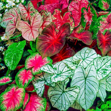 Caladium Tropical Mix bulbs for garden planting