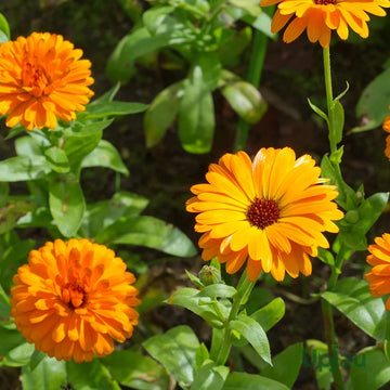 Calendula Winter Sun flower seeds for colorful cool-season garden blooms.