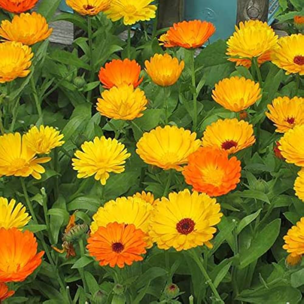 Calendula Winter Sun flowering plants suitable for containers, beds, and outdoor landscapes.