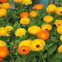 Calendula Winter Sun flowering plants suitable for containers, beds, and outdoor landscapes.