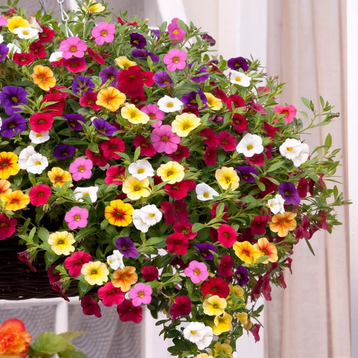 Calibrachoa ornamental flower seeds for patio planters and landscape displays.