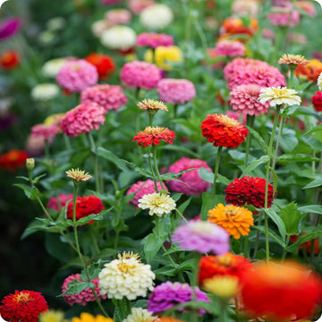 California Giant Mix zinnia flowers blooming in a colorful home garden.