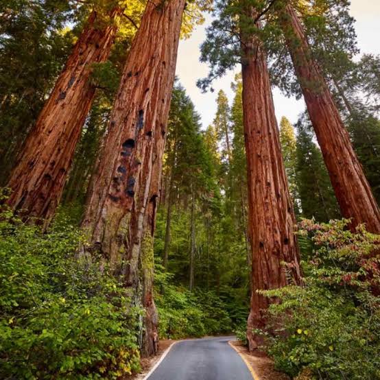 California Giant Redwood Sequoia tree seeds for planting in outdoor landscapes