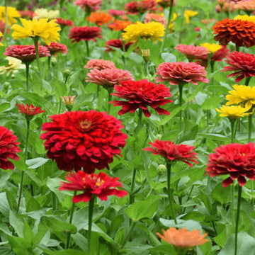 California Giant Zinnia seeds for home flower garden planting