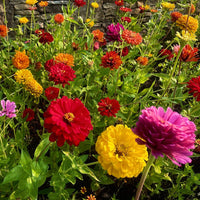 California Giant Zinnia Seeds Heirloom Garden Flowers for Home Planting