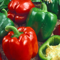 California Wonder Bell Pepper Seeds for Home Garden