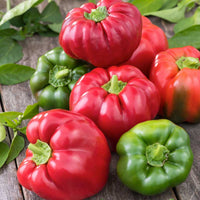 California Wonder Bell Peppers Growing on Garden Plants