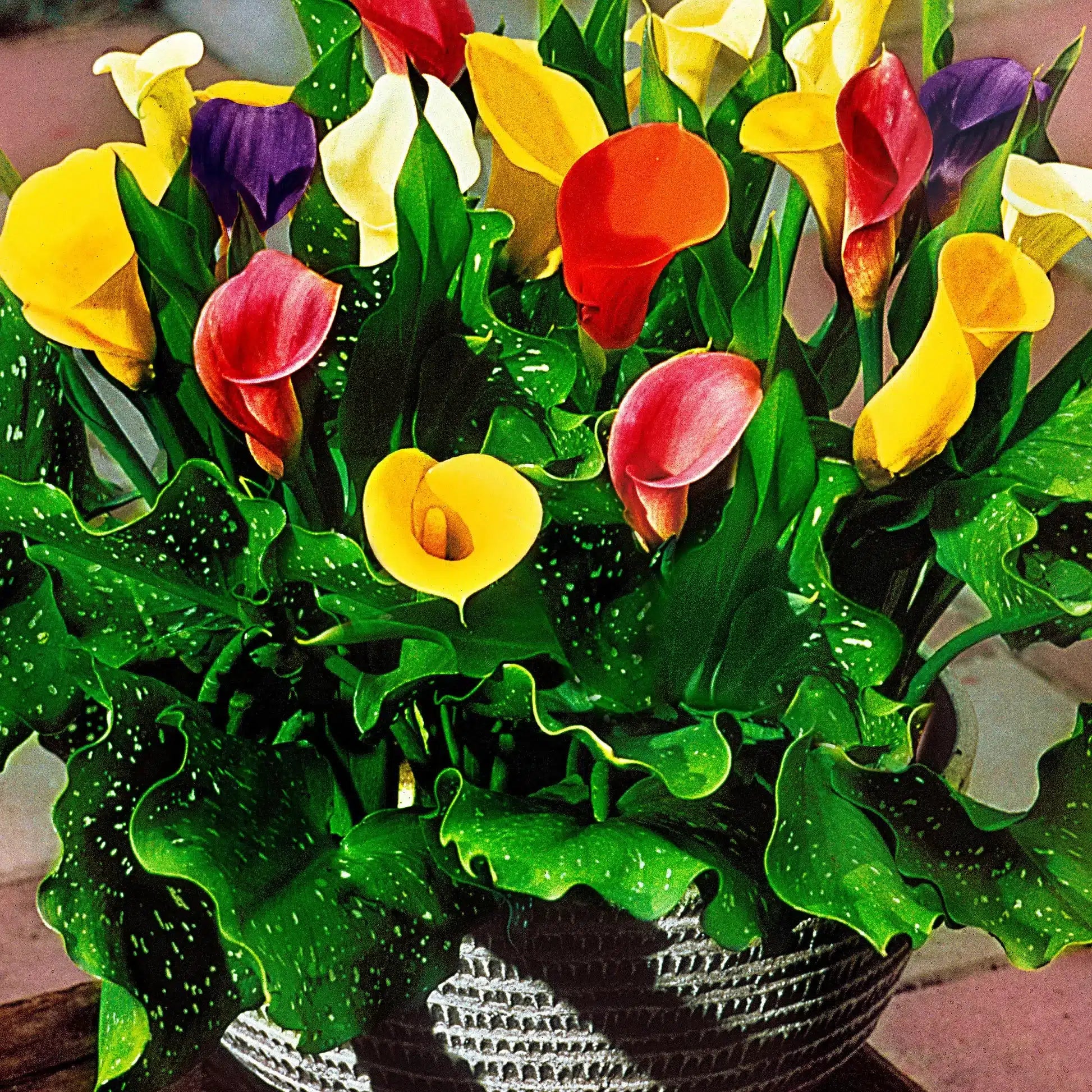 Calla Lily bulbs for planting in home gardens and flower beds.
